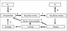 Ejercicios sobre el ciclo del nitrógeno