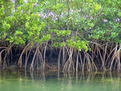 Vegetazione costiera in Brasile. Tipi di vegetazione costiera