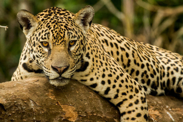 Il giaguaro è quasi minacciato di estinzione. Uno dei fattori che ha contribuito a ciò è la distruzione del suo habitat.