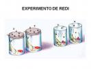 रेडी प्रयोग: सारांश, चरण दर चरण और जैवजनन का सिद्धांत