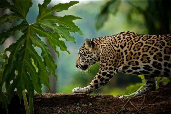 The jaguar is an animal that currently suffers from human action, which causes the destruction of its habitat.
