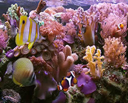 Calcium carbonate salt is found in coral reefs and pearls.