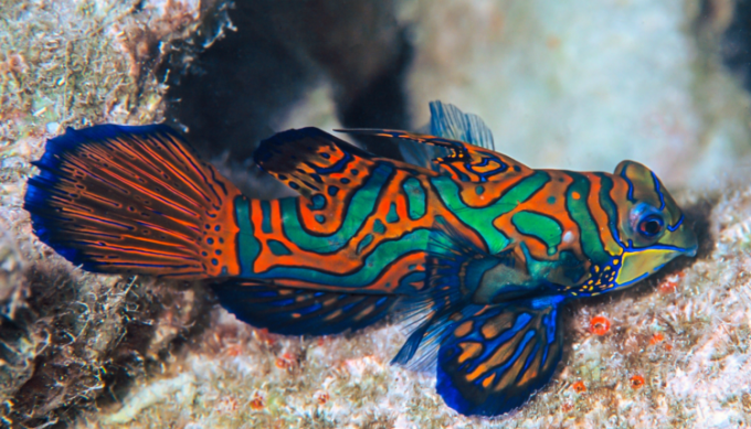 The most beautiful fish in the ocean, Photo: Canva.