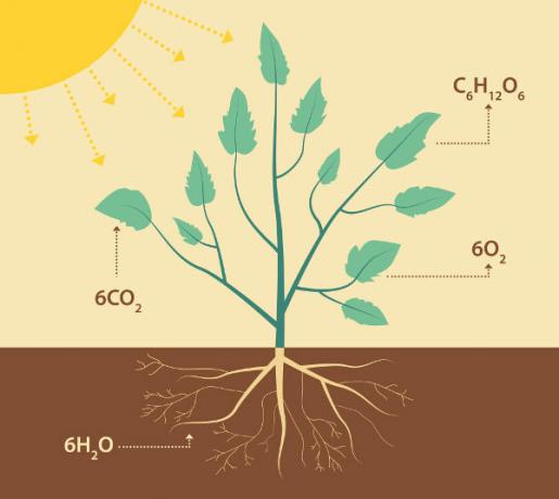 Fotosyntéza je jednou z tém obsiahnutých vo fyziológii rastlín.