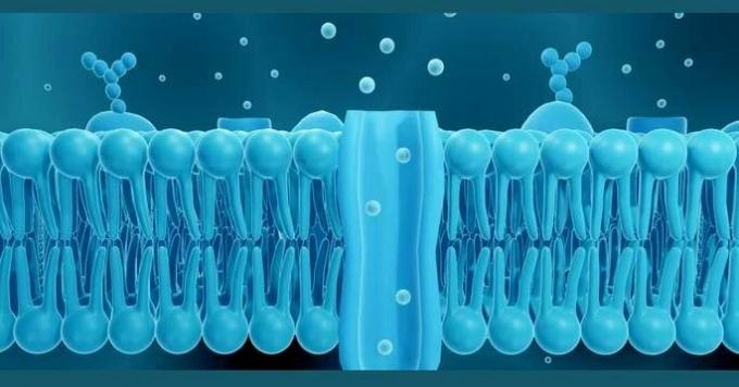 Kas yra plazminė membrana