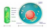 Prokariontske in evkariontske celice