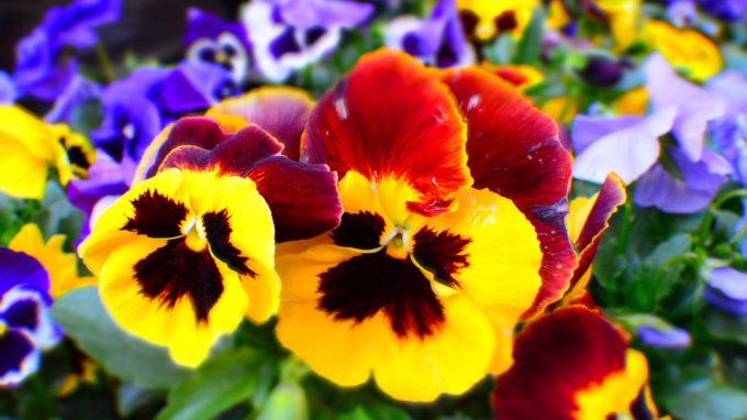Soğuk mevsimi aydınlatacak en popüler 5 kış çiçeği türü