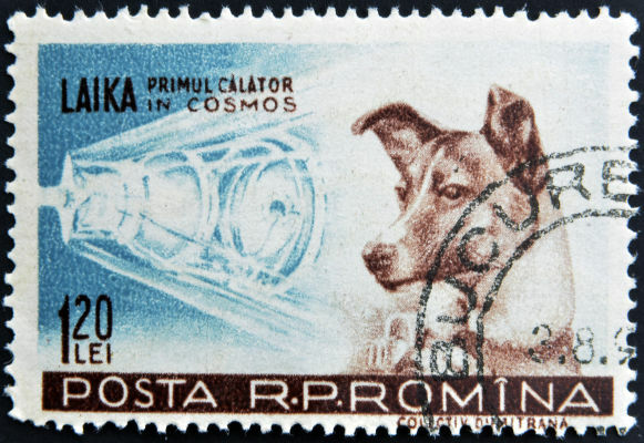 Собака Лайка была первым живым существом, отправленным в космос во время миссии Спутник-2.