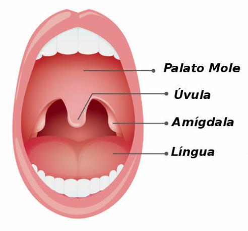 扁桃腺は咽頭の口腔部分にあります