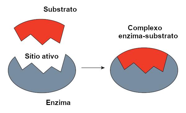 Model uzamknutia kľúčom sa domnieva, že enzýmy a substráty dokonale zapadajú, napríklad kľúč a zámok.