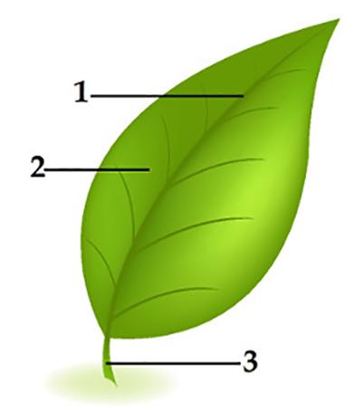 Exercices sur la morphologie des feuilles