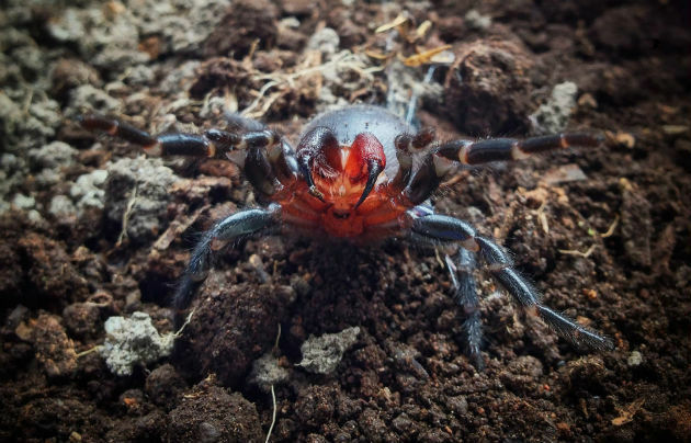 Maak kennis met de 7 meest giftige spinnen ter wereld