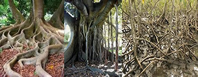Druhy kořenů. Druhy kořenů existujících v přírodě