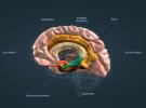 Limbic System: vad det är, funktion och neuroanatomi