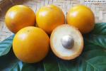 Eksotisk og velsmagende: guapeva er en næringsrig brasiliansk frugt