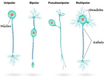 न्यूरॉन्स। न्यूरॉन्स के लक्षण और प्रकार