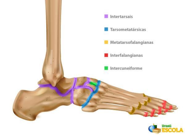 Illustration of the joints present between the bones of the foot.