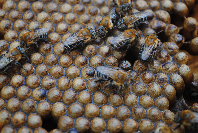 Bees: abstract, native, trivia
