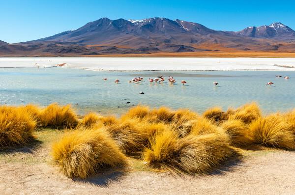 Stipa ichu ditemukan di altiplano Bolivia.