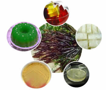 agar-agar, et stof taget fra røde alger (billede i midten), der bruges til at producere mad, et dyrkningsmedium og bruges i saltvandsdammen.
