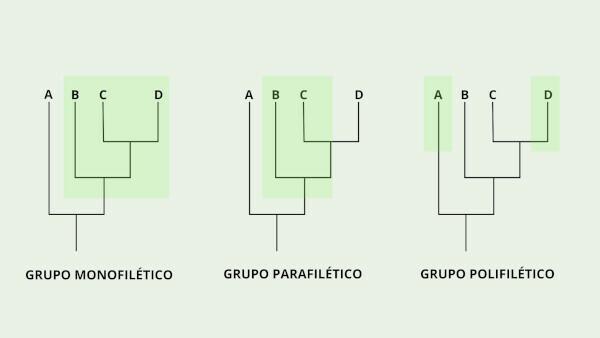Rodzaje grup w kladogramie.