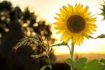 How to care for sunflower