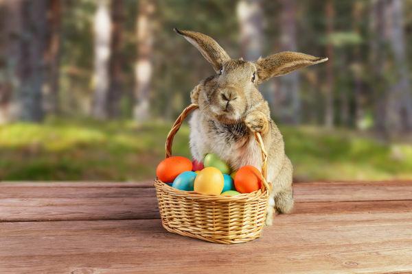 กระต่ายเป็นสัญลักษณ์ปาสคาลถูกรวมเข้าด้วยกันในศตวรรษที่ 19 และเชื่อว่าเป็นมรดกตกทอดมาจากวัฒนธรรมดั้งเดิม