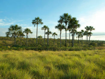 Cerrado वनस्पति की छवि