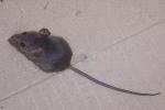 Rat (Family Muridae)