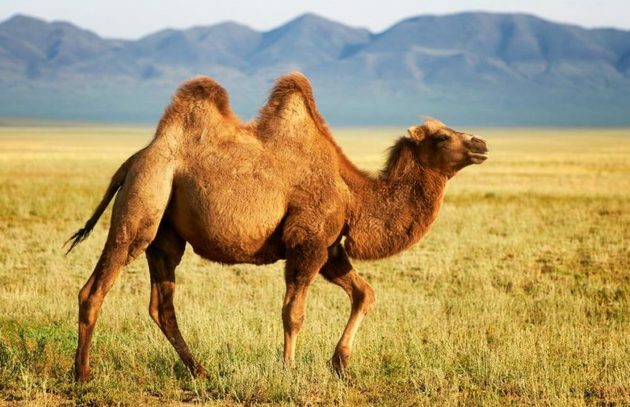 Bactrian kaamel