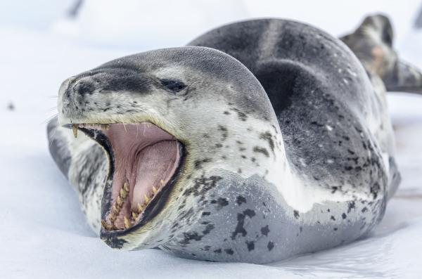 Leopard seal lying with mouth open