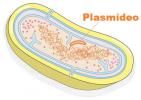 Kas ir plazmīdas?