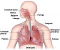 Dihalni sistem: kako deluje, organi, vaje