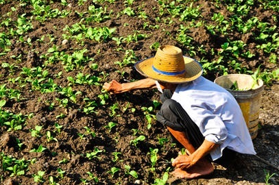 व्यापक कृषि में, अकुशल श्रम का उपयोग करना आम बात है