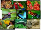 Bioloģiskā daudzveidība: kas tas ir, brazīlietis un draudi