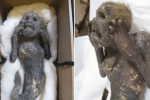Mumi putri duyung berusia hampir 300 tahun ditemukan oleh para ilmuwan
