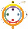 Cellecyklus og dens faser