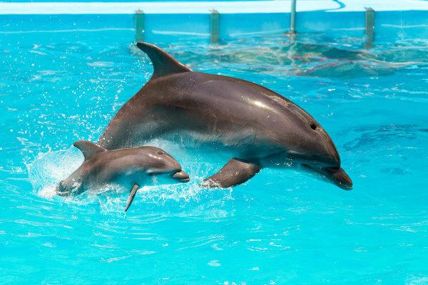 Delfine: allgemeine Eigenschaften und Arten