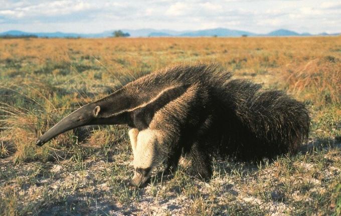 gigantisk anteater