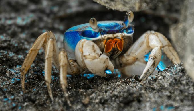 guaiamum crab