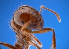 Les fourmis tueuses d'Amérique du Sud atteignent l'Europe et inquiètent les scientifiques; regarder