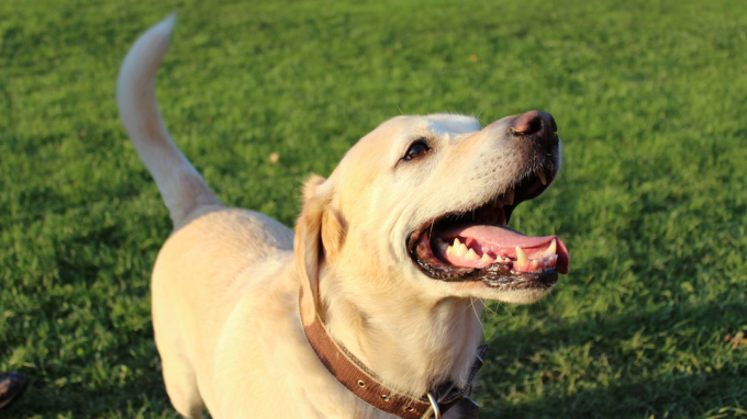 7 tecken på att din hund är nöjd och vill bo hemma hos dig