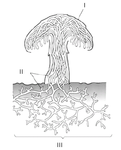 Kingdom Fungi -harjoituslista (palautteen kera)
