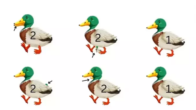 Zabawne wyzwanie wizualne: dowiedz się, ile kaczek jest na tym obrazku
