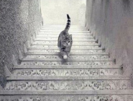 Optikai csalódás: Ez a macska felfelé vagy lefelé megy a lépcsőn?