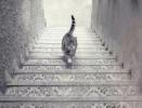 Оптична илюзия: Тази котка се качва или слиза по стълбите?