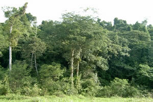 Атлантска шума - Покривач тропским растињем