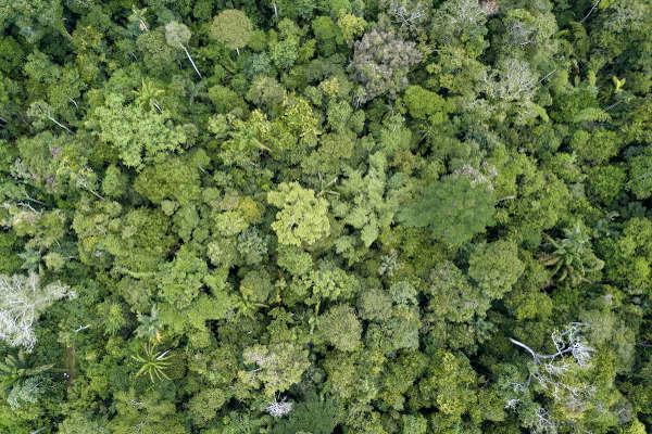 Trooppisilla metsillä on suuri biologinen monimuotoisuus.