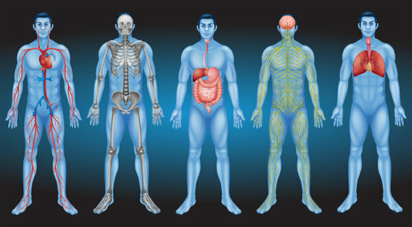 Der menschliche Körper verfügt über mehrere Systeme, die beispielsweise für die Sauerstoffaufnahme, die Nährstoffverwertung und die Fortbewegung sorgen.