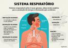 Système respiratoire: qu'est-ce que c'est, fonction et anatomie